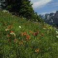 Framing the Tatoosh