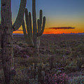 Saguaro Sunset