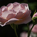 Sunlit Pink Beauty