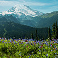 Stunning View - Landscape